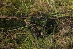 Lithobates sphenocephalus