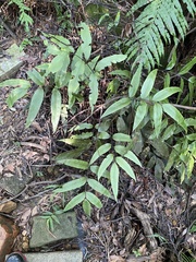 Diplazium donianum