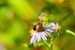 Andrena asteris