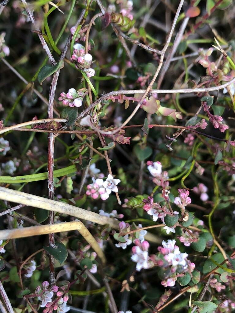 Leucopogon alternifolius