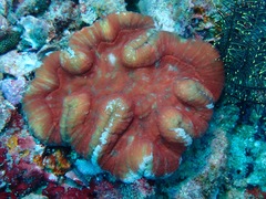 Lobophyllia