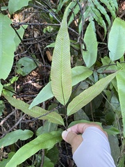 Diplazium donianum