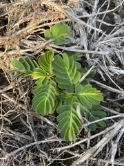 Phyllanthus urinaria