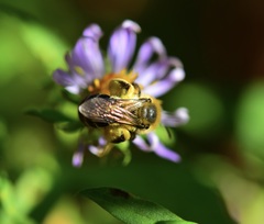 Andrena asteris