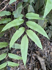Diplazium donianum