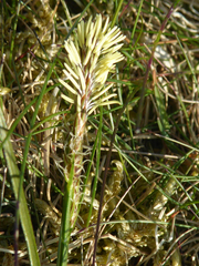Carex caryophyllea