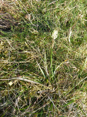Carex caryophyllea