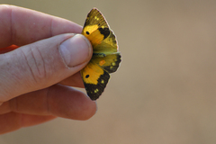 Colias croceus