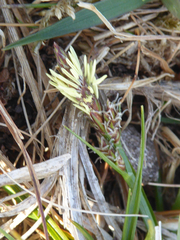 Carex caryophyllea