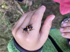 Nicrophorus vespilloides
