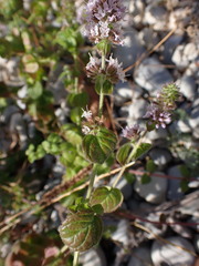 Mentha aquatica