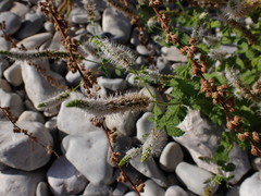 Mentha suaveolens