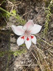Gladiolus debilis