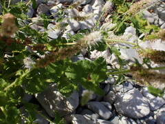 Mentha suaveolens