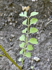 Pterostegia drymarioides