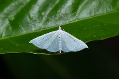 Derambila dentifera