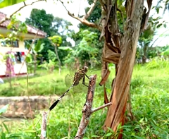 Orthetrum sabina