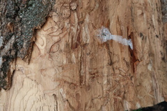 Agrilus planipennis