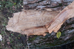 Agrilus planipennis