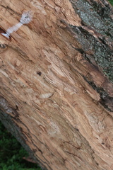 Agrilus planipennis