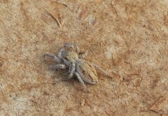 Habronattus pyrrithrix