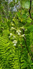 Platanthera leucophaea