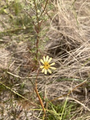 Ursinia