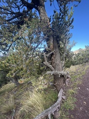 Pinus flexilis