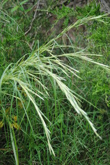 Eleusininae
