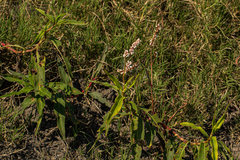 Persicaria senegalensis