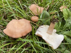 Calocybe carnea