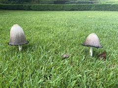 Coprinopsis