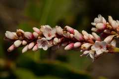 Persicaria senegalensis