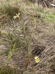 Ursinia