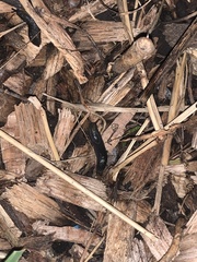 Arion hortensis