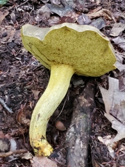 Retiboletus