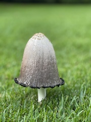 Coprinopsis