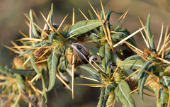 Xanthium spinosum
