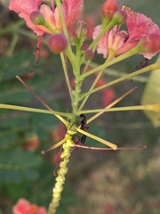 Tetraponera rufonigra