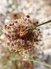 Graphosoma semipunctatum