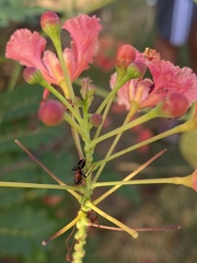 Tetraponera rufonigra
