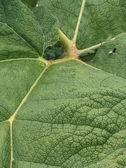 Gunnera manicata