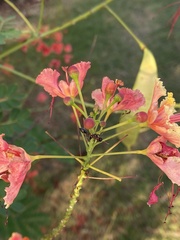 Tetraponera rufonigra