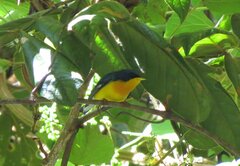 Setophaga pitiayumi