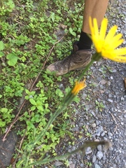 Tragopogon orientalis