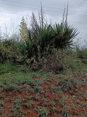 Yucca gloriosa