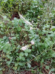 Mentha suaveolens