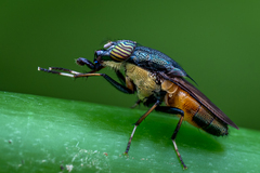 Idiella