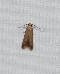 Tachystola hemisema