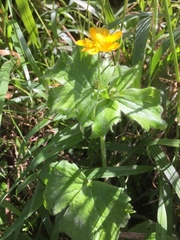 Ranunculus lanuginosus